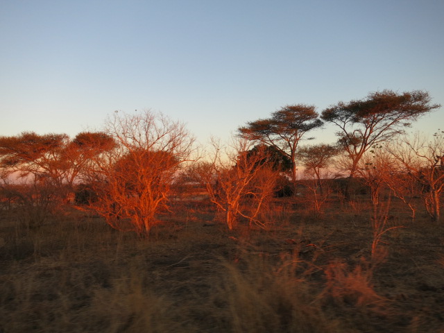 Kruger, Kruger, Kruger!!!!!!! - Sudáfrica 2014: Ballenas Y 8 Días En Kruger (22)