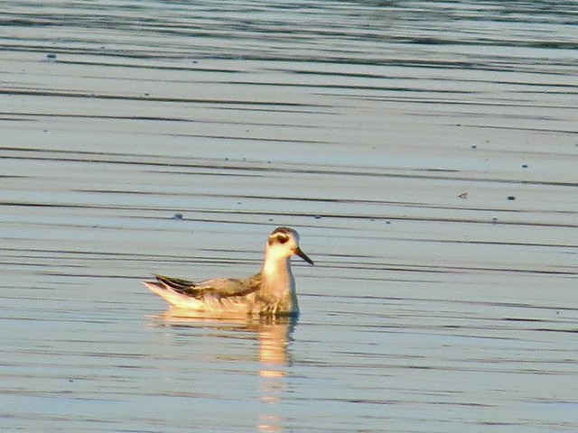 Red Phalarope at the Gridley Wastewater Treatment Ponds in McLean County, IL on 9-16-14 15
