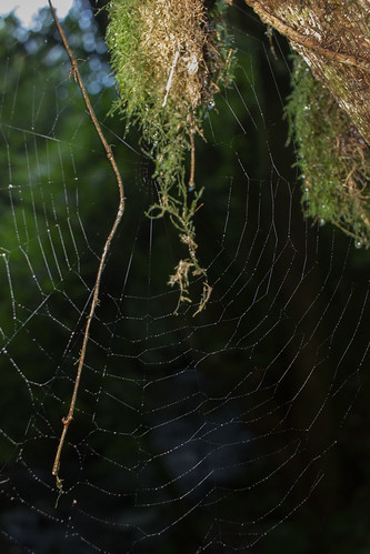 bosque forest telaraña spiderweb