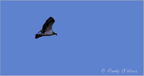 osprey birdodprey