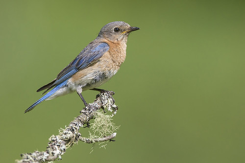 ontario birds female eagleriver bluebird eastern easternbluebird sialiasialis jeffdyck