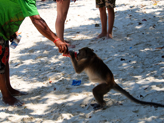 Monkey Beach, Thailand