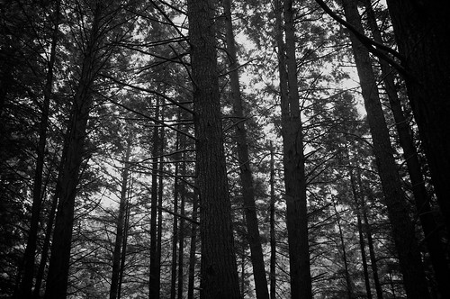 wood bridge trees summer bw forest blackwhite nikon noiretblanc arbres estrie 2014 easterntownships d90 cantonsdelest forêt nikond90 été gorgedecoaticook nikkor18300mm août aperture3