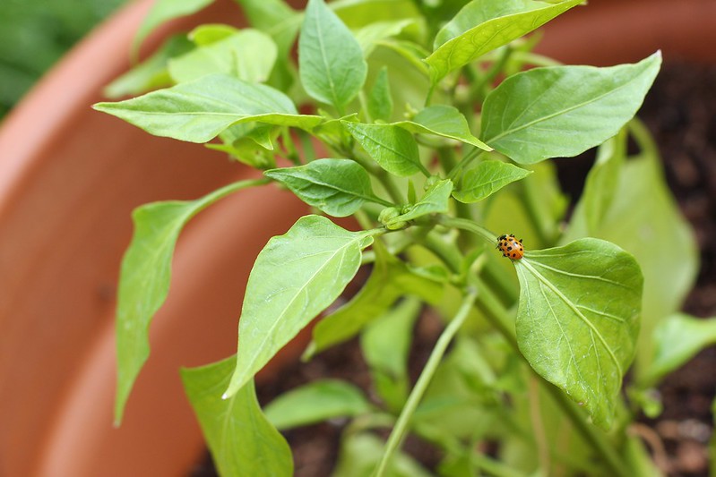 ladybug on our pepper plant