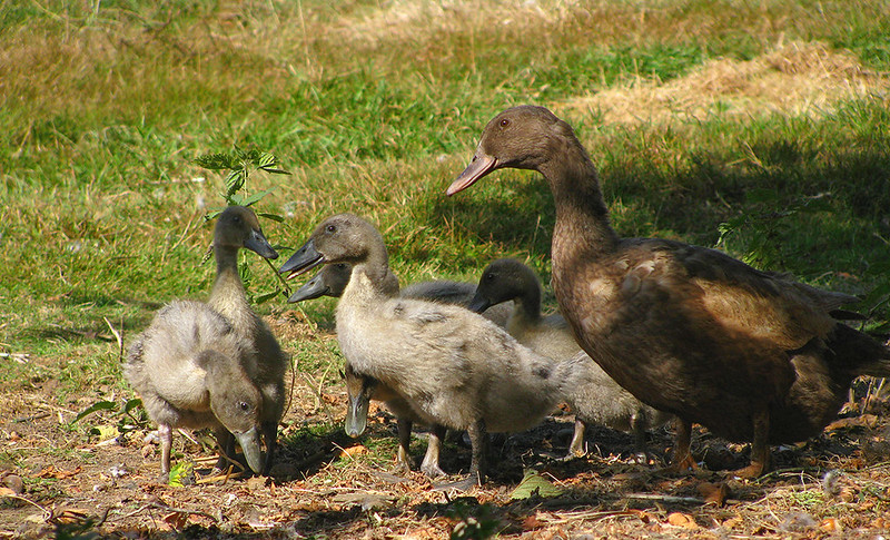 2 Week-Old Ducklings and Mama Duck