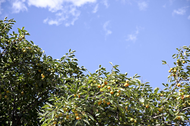 persimmons ripening