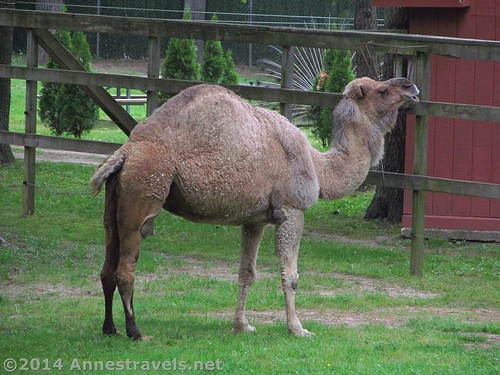 This camel seems like it's laughing at us! Cape May, New Jersey
