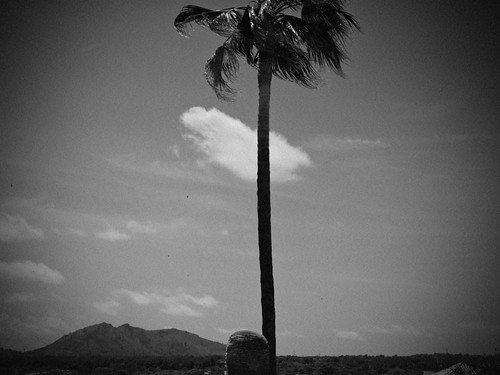 blackandwhite cloud tree silhouette wolke palm schwarzweiss mallorca palme balearen artà santsalvador difridi
