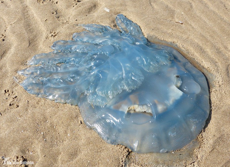 P1080835 - Barrel Jellyfish, Gower