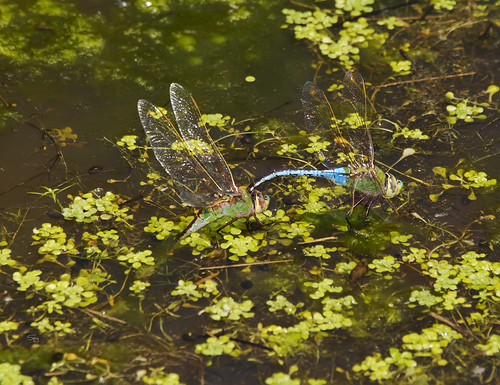 darnersaeshnidae dragonfliesanisoptera insects mississippi spring16 flickr cascilla unitedstates
