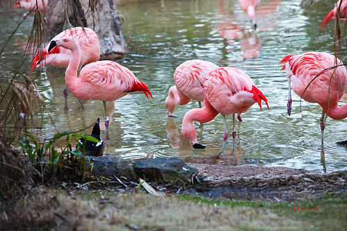 pink reflection bird water zoo texas flamingo feathers feather houston np chileanflamingo houstonzoo wyojones