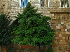 Un arbol (Podocarpus neriifolius), donde ? * Junto la muralla de Barcino