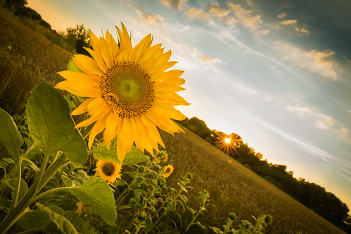 sunset flower yellow germany countryside europe angle eu sunflower deu zuchering canoneos6d ef2470mmf28usmii