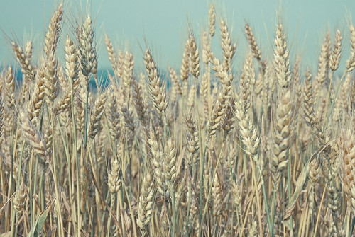 field cornfield nikon dof bokeh wheat piemonte campo growing d200 grano langhe nikond200 hbw crescere flickraward nikonisti farigliano nikonflickraward lucalubattiphotographycom