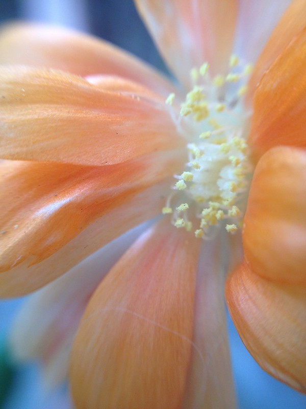 Flowering Now: Cactus Flower - 3