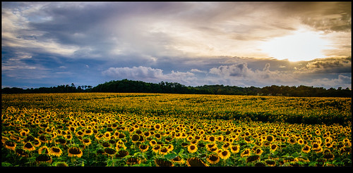 blue sky france sunflowers eurotrip 2014 poitoucharentes legrandmadieu