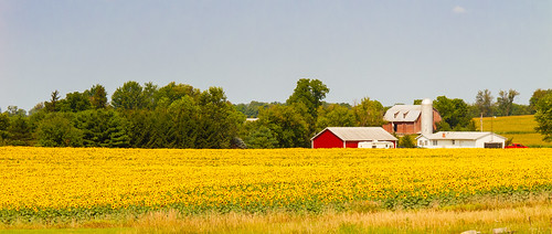 summer usa flower yellow rural michigan unitedstatesofamerica sunny sunflower allegan chicora ruralmichigan allegancounty puremichigan cheshirecenter