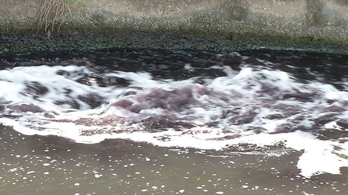 受汙染的溪水呈淡紫色，用來灌溉農地，等於讓農地慢性中毒。