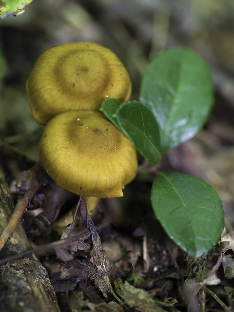 mushroom36