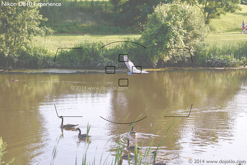 Nikon D810 autofocus af group area mode learn use setup quick start tips tricks viewfinder bif bird heron