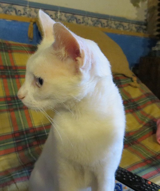 Sugar, gatita blanca con ojos azul cielo, nacida en Enero´14, necesita hogar en adopción o acogida. Valencia. ADOPTADA. 14789107486_74d1b4a16d_z