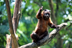 Brown Capuchin says Hello!