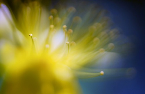 life lighting blue friends light flower color macro texture nature floral beautiful yellow closeup composition contrast lens photography cool focus dof view blossom bokeh pov background sony details dream favorites clarity blurred 11 depthoffield pointofview sp ii stamen di if dreamy f2 tamron hypericum comments ld slt missouribotanicalgardens jman macrophotography ruleofthirds af60mm flickrbronzetrophygroup a65v
