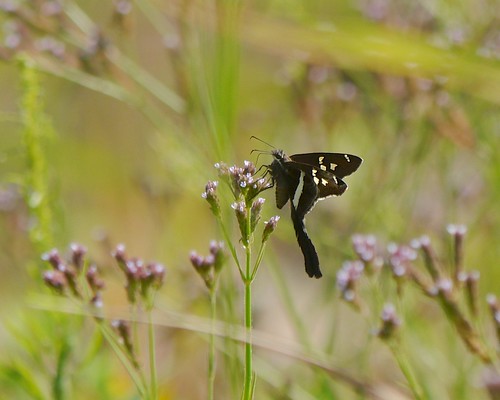 White-striped Longtail