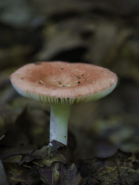 mushroom32