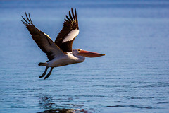 Australian Pelican Taking Off