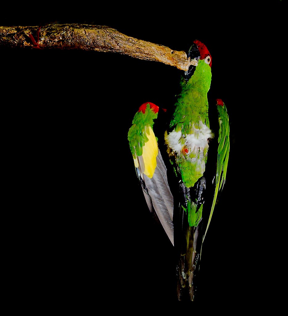 Thick-billed Parrot (Rhynchopsitta pachyrhyncha)_5_v2