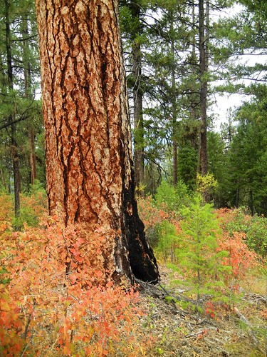 Fire scars are evident on mature ponderosa pines above the Lowman overlook on Highway 21 (U.S. Forest Service/ Edna Rey-Vizgirdas)  