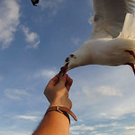 Gull-Feeding