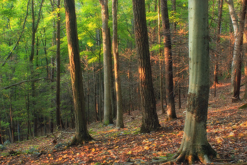 trees summer nature forest newjersey hiking hill creativecommons deciduous slope coniferous appalachianmountains leaflitter understory warrencounty blairstowntownship hemlockridgepreserve ridgeandvalleyconservancy