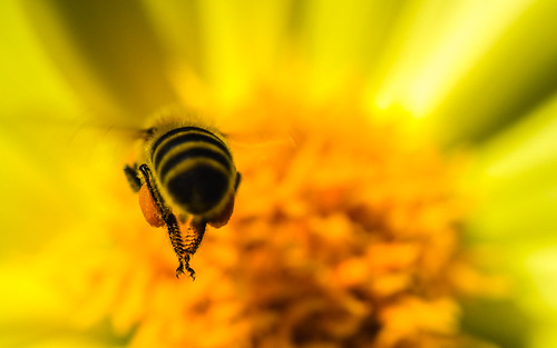 flower macro closeup insect flying dof flight depthoffield bee pollen honeybee olympusomdem5 johnwestrock olympusmscedm60mmf28