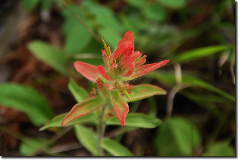 Red Indian Paint Brush