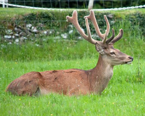 ireland countyclare bunratty castle folkpark deer reddeer cervuselaphus