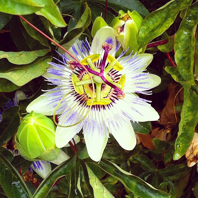 Kind of obsessed with passion flowers.