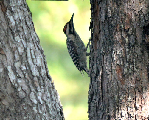 home texas feeder woodpeckers raintree beeville wildbirds beecounty