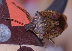 207/365: Stinkbug closeup (Brown marmorated stink bug: Halyomorpha halys)