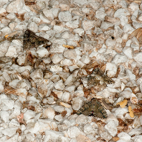 オニベニシタバ Catocala dula and ヨツボシホソバ Lithosia quadra