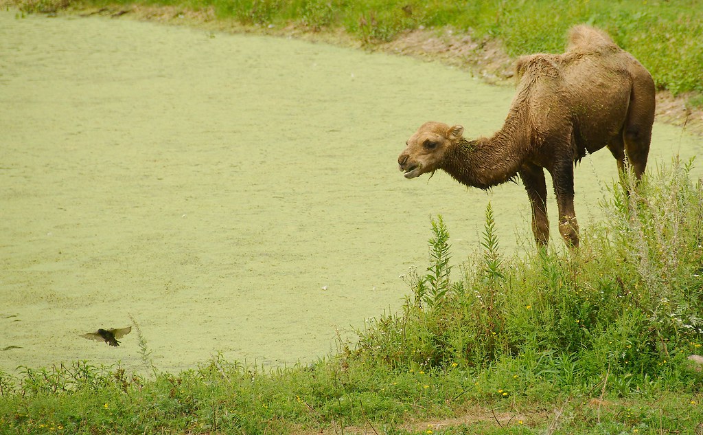 Bactrian camel (Camelus bactrianus)_2