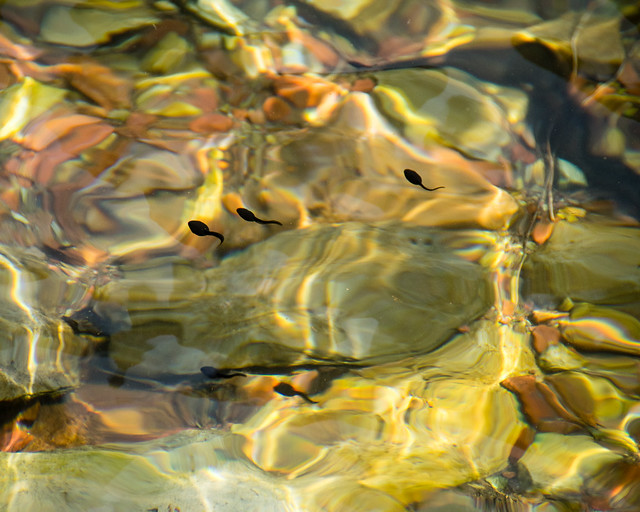 tadpoles in Lake Isabel