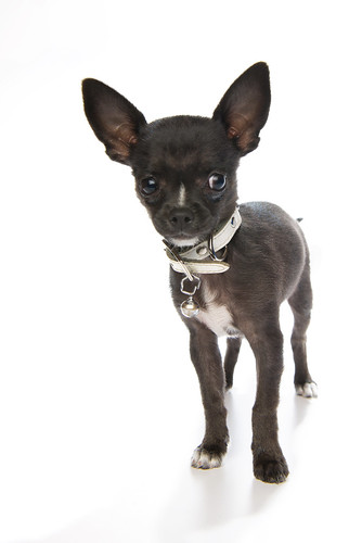 dog pet chihuahua cute animal puppy studio looking small canine chiwawa staring isolated spiked “white “cactus “young animal” strobist view” background” “front collar” v6” “studded