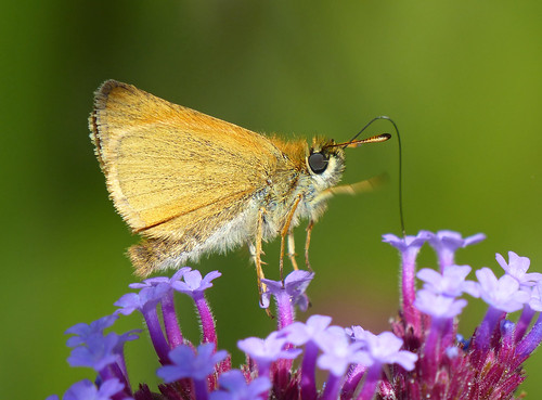 uk macro nature butterfly insect wildlife butterflies lepidoptera ukspecies