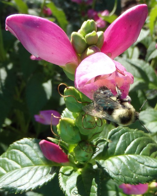 bumblebee climbing out of a turtlehead
