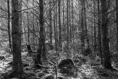 uk trees blackandwhite bw wales forest blackwhite oru schwarzweiss 2014 coedybrenin aforest