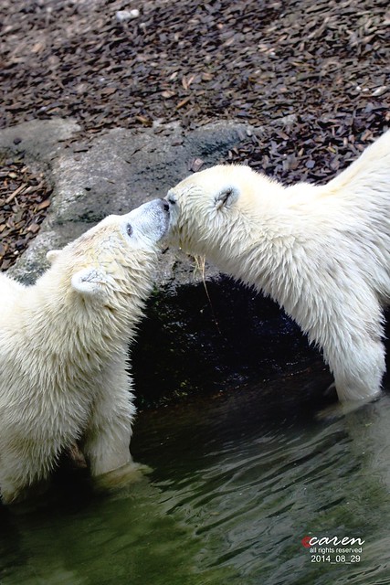 Eisbärenzwillinge Nela&Nobby 2014_08_29 254