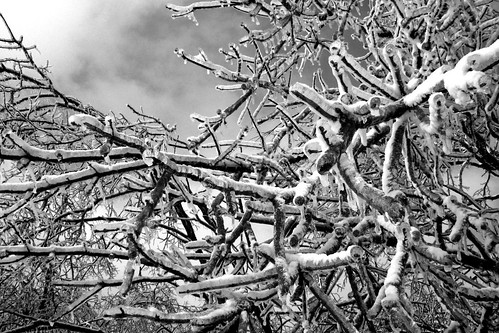 Icy trees_Rockcastle Co KY