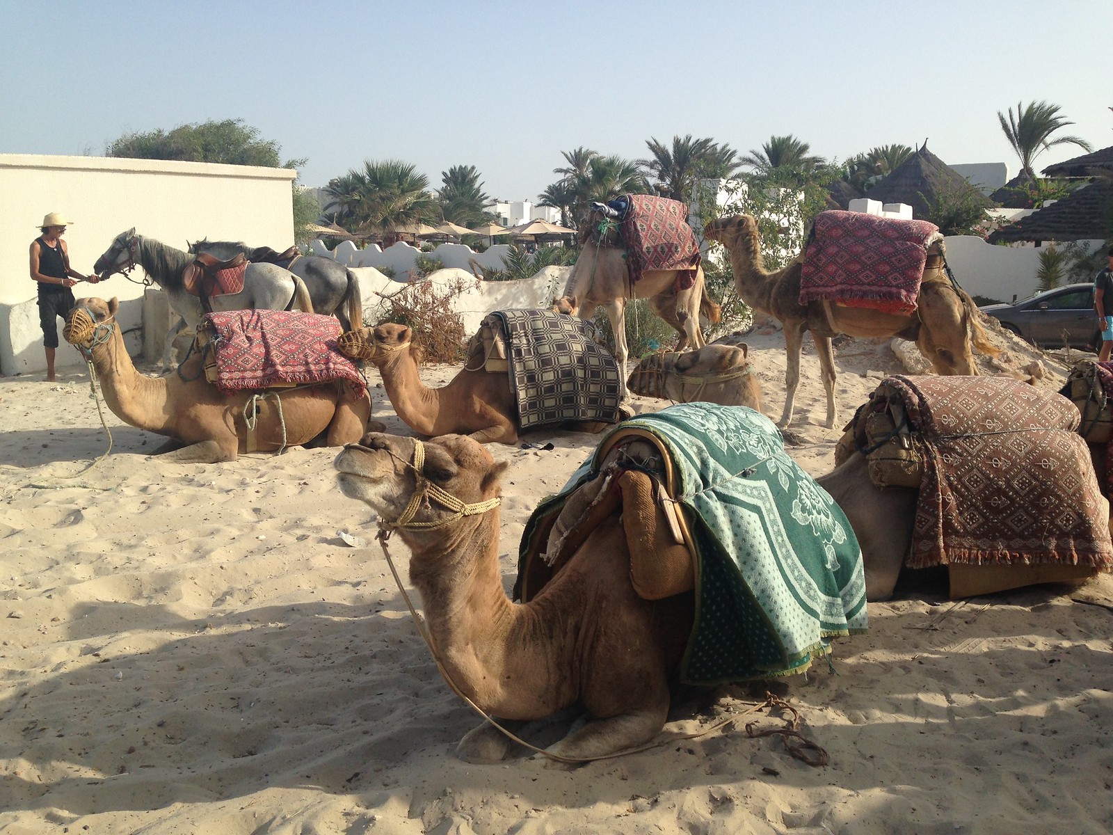 fiesta-beach-urlaub-tunesien-djerba-kamele-unternehmungen-freizeit